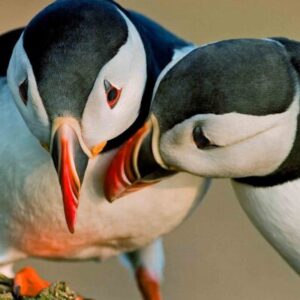 Westman Islands Private Tour